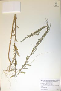 Herbarium Sheet of BRIT